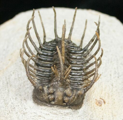 Koneprusia Dahmani Trilobite - Superb Preparation #11420